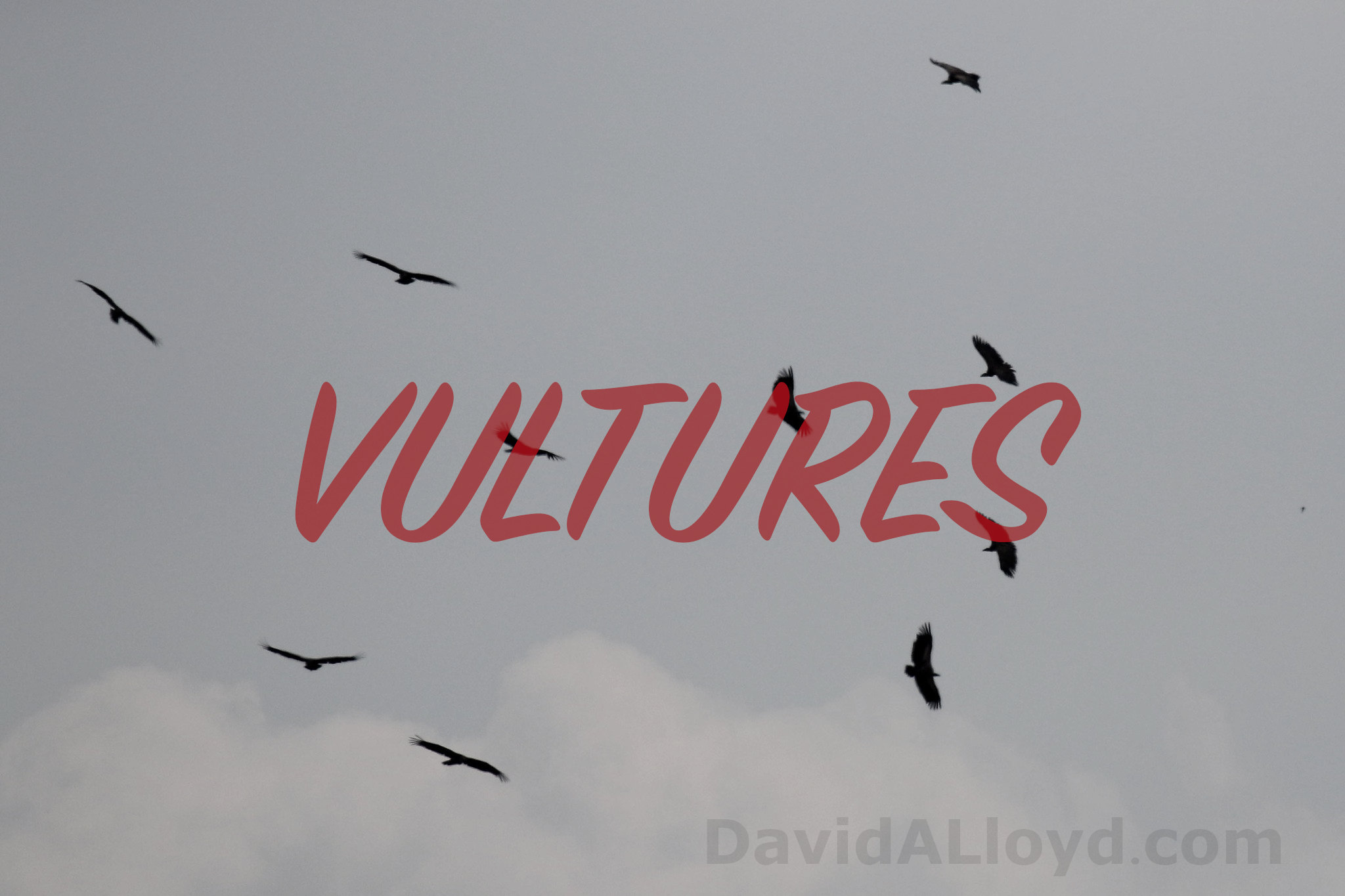 Vultures