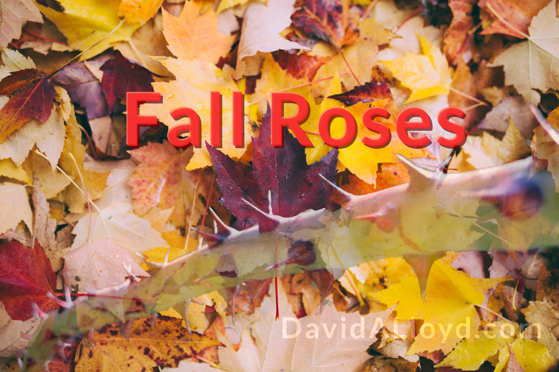 Fall Roses